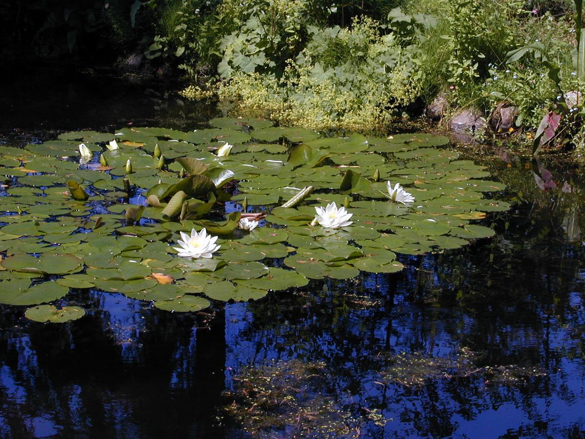 Seerose Alt Wendischthun Extérieur photo